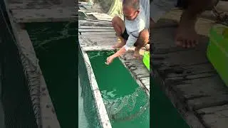 How to Catch Fish Using the Most Unique Methods!  #fishing