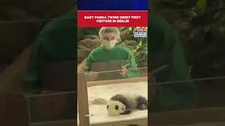 Germany: &lsquo;Very special&rsquo; Baby Twin Panda Cubs Make Public Debut At Berlin Zoo| Watch #shorts