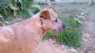 bubble filter on my dog! (wow moment)