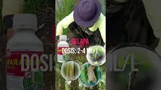 Dosis dan Hama sasaran Inseksida Marathon 500 SL #petanidesa