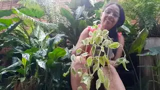 @vídeo novos no canal amores lindos 🥰🤗💛🧡👋