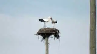 White Storks Bill Clacking Display Extremadura Spain