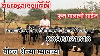 उच्च दर्जाची बीटल नर मादी उपलब्ध  #beetal #goats #animals #padghagoat #goatsofinstagram #goat#farm