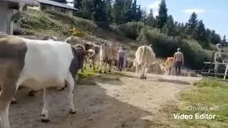 Alpabfahrt Riederalp (ohne Musik)
