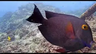 Hungry Moray Eel Trying  to Break Into a Cave | MEGA Lab Cam | Hawaii live stream
