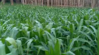 Mostrando o plantio de milho 🌽 
