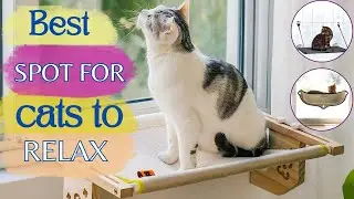 Best Cat Window Perches - A Cozy Spot For Your Kitty To Relax & Enjoy