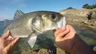 P&ecirc;che du bar aux leurres souples mi septembre 2019