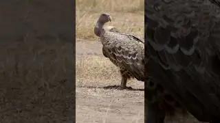 Vulture #nature #wildlife #africa #shorts #vultures