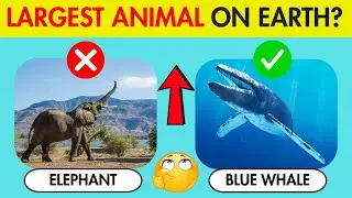 🎯 General Knowledge Animal Quiz 2025 | Easy to Hard | Test Your Brain!