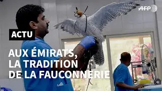 Aux Émirats, la tradition de la fauconnerie reste vive | AFP News