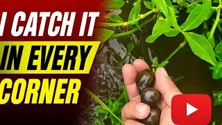 Thousands of Snails Hiding Under the Water, My Biggest Catch So Far!