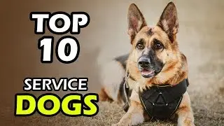TOP 10 BEST SERVICE DOG BREEDS