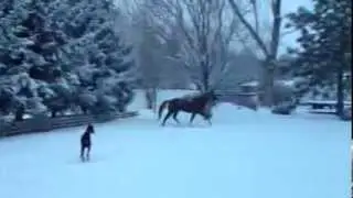 Horse and Doberman play in the fresh snow! Horse rolls, bucks.