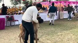 1st dog show in Palwal Haryana 2026 🔥😱. Great Dane dog in palwal Haryana #greatdane #haryana #dogsho