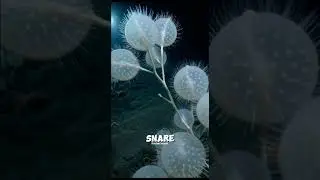 The Only Carnivorous Sponge on Earth 🌎