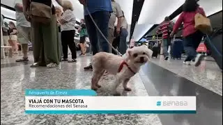 Travel with your pet: Recommendations from Senasa
