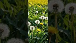 Dandelions - Queer Cat