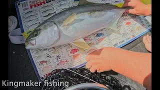Kingfish in the Port Hacking