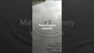 Mały ale wariat