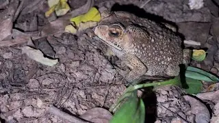 Amazing Exploring catch frogs today, in the night field