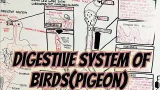 Pigeon Digestive System/Birds Digestion/Physiology @umerfarooqbiology7083