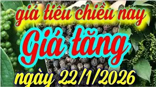 gi&aacute; ti&ecirc;u chiều nay ng&agrave;y 22/1/2026