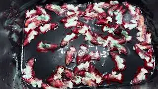L&ocirc; c&aacute; Betta fancy copper fom đẹp si 15k đi từ 50c -100c zl 0964716942#bettavietnam 