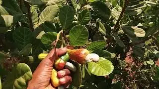 organic Fruit | Kaju farming with Save Nature #farming #nature #animals