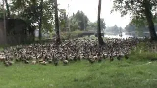 Duck Farming.MPG