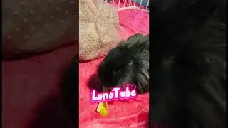 LunaTube #funny #bunny #cute #pets #shorts #youtubeshorts #youtube #ytshorts #yt #cutenessoverload