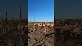 Стадо северных оленей в загоне. #reindeer #deer