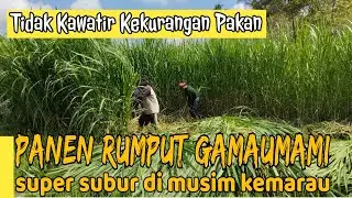 Panen Rumput Gamaumami Super Subur Di Musim Kemarau