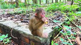Adorable moment Baila tears up in anger & kisses monkey Jenny | Mollie takes hold of her banana. 🍌🐒