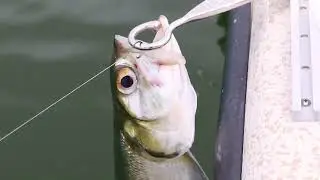Overboard Pro Mounted Fish Dehookers in action