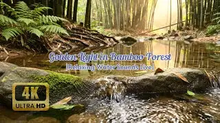 Ultimate Bamboo Forest Relaxation - Live Stream