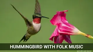 Hummingbird in Flight | Uplifting Acoustic Folk & Indie Music | Nature Moments for Work or Study