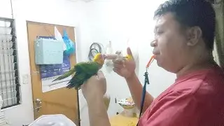 sun conure recall training #birds #parrot #birdcare #pets #feedingbirds #lovebirds