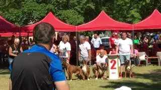 ATIBOX WORLD BOXER SHOW 2017 Slovakia, Senec