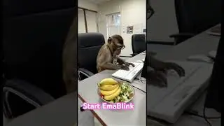 A spectacled monkey: the computer 🖥️ genius.