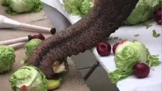 Watermelon plus elephant equals breakfast