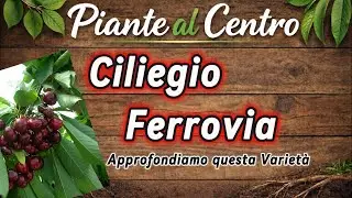 Ciliegio Ferrovia, Approfondiamo questa variet&agrave;! (Video con audio migliorato)