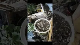 AI Identifies Birds But Calls Them All Steve - 02 October 2025 #homelab #garden #shorts