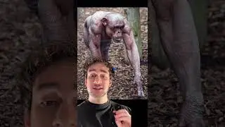 Удачи с этим🙃 #шимпанзе#выживание