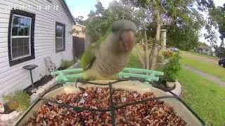 Free and Wild Quaker Parrots in St Petersburg, FL