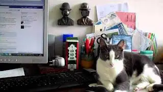chat et souris amis pour toujours  - cat and mouse for ever friends