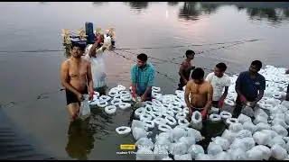 #shorts #YouTube #jinga fish 🐠🐟 farm
