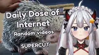 Vei watches Daily Dose Of Internet and reacts to random videos (with Chat) (supercut) | Veibae