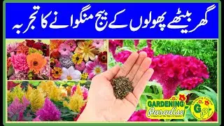 Unboxing Winter Flower Seeds | Review Winter Flower Seeds | Online Buy Flower Seeds in Pakistan