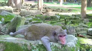 Mama Jane Is Sleep after along walk Beside Natural Stone  on Sep11 G-Maz. 4k502.Ambers